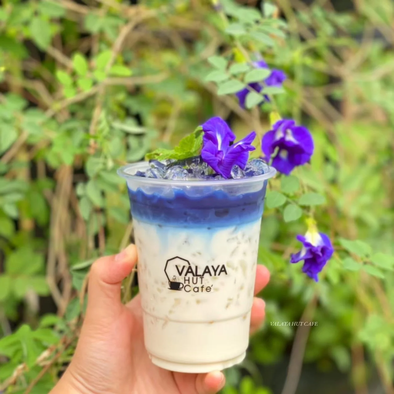 นมสดอัญชัน